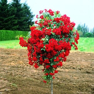 Scarlet_Meillandecor_big