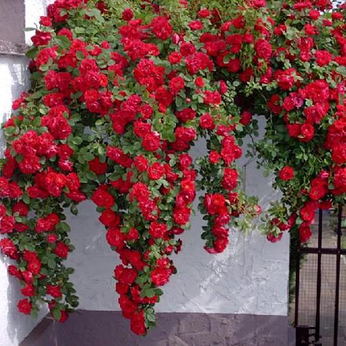 Роза Фламментанс