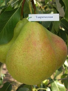 Груша Таврическая