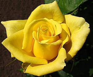 Роза Ландора