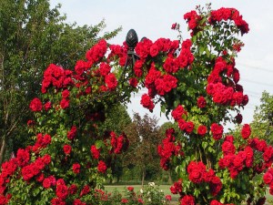 Роза Амадеус